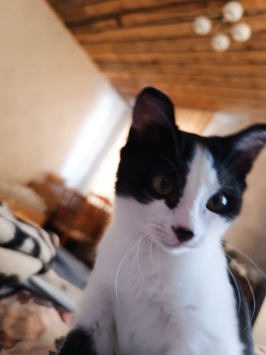 Котёнок мальчик 4-5 месяцев