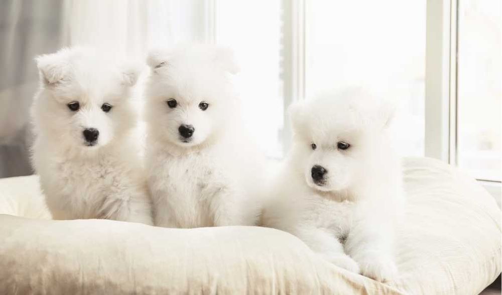 Уникальные самоеды высочайшего класса от элитного питомника Fulgrim