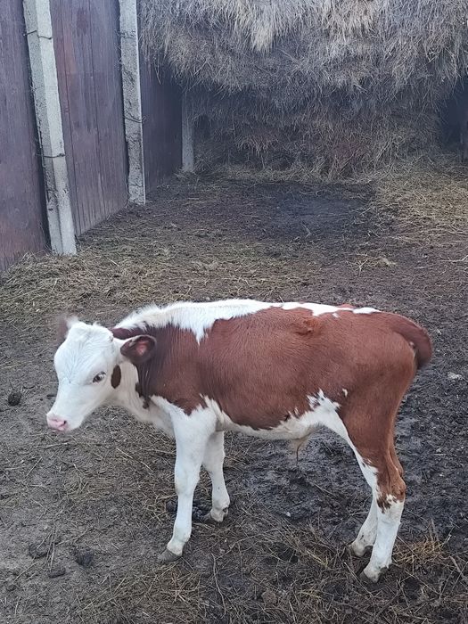 Теленок бычек,племенной