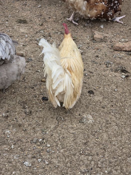 Cocos chabo 2025 inelat!