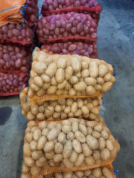 Cartofi de consum si samântă