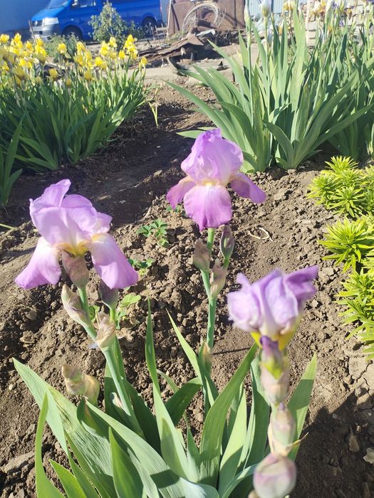 Многолетние цветы