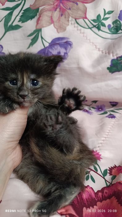 Продажа котята Мейн-куны