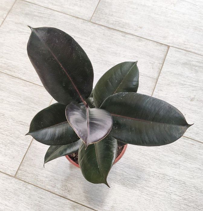 Продаётся Фикусы. Fikus sotiladi