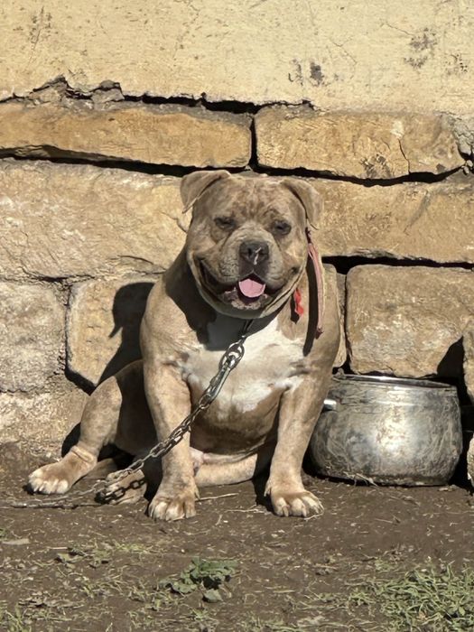 American Bully Pocket