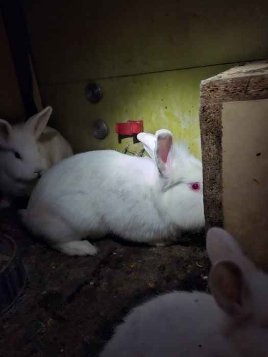 Pereche de iepurasi cap de leu