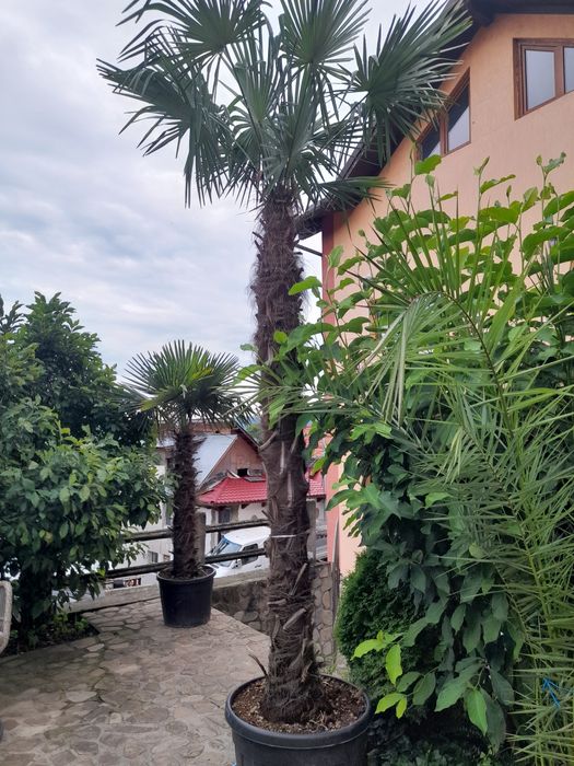 catalpa, pawlonia,mesteacăn,tei,