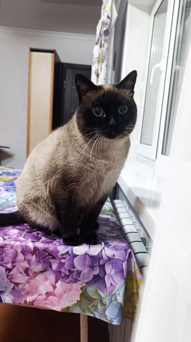 Шикарный котик молодой