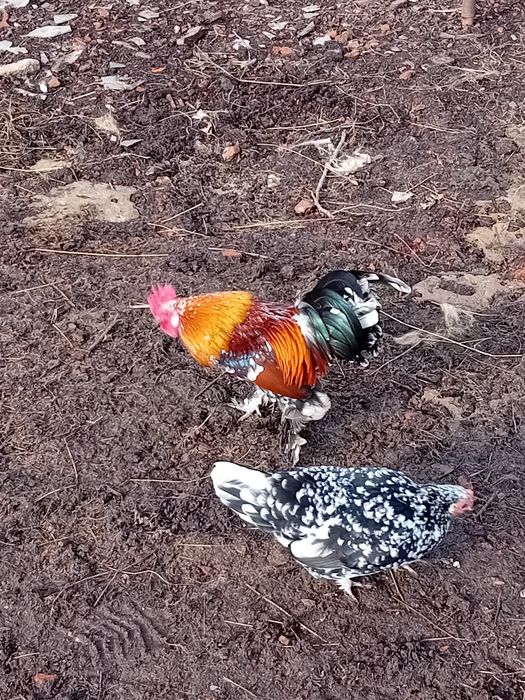 Pereche de găini liliputi