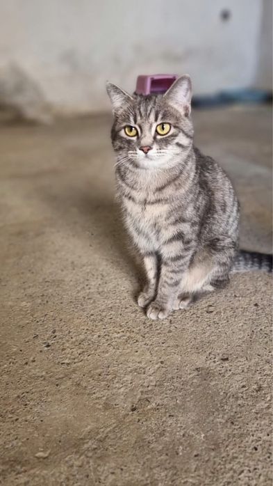 Кошечка в отвественные руки