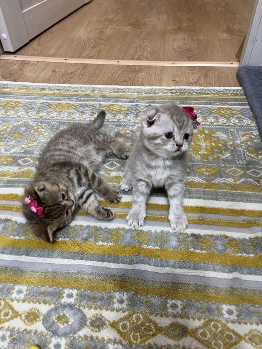 Продам шотландских котят