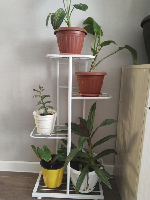 Цветы для офиса и комнатные