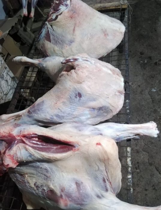 Жылқы еті,  Мясо конина, халал