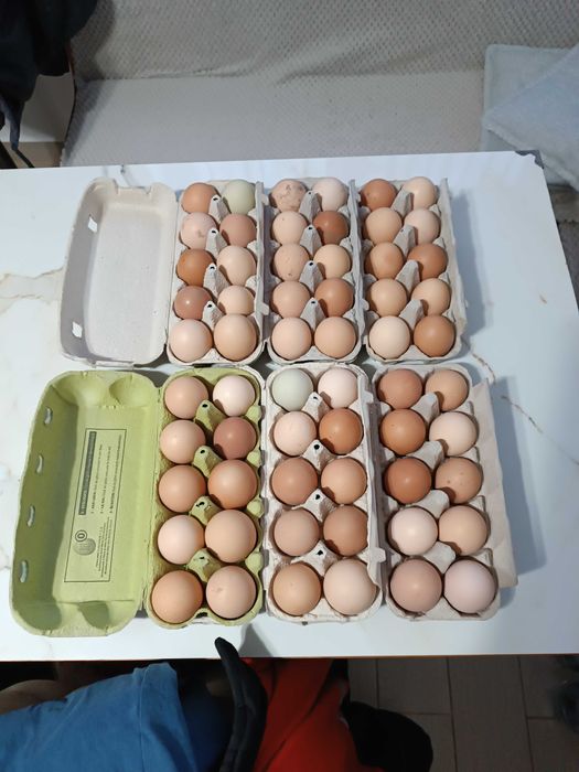 Oua de vanzare pentru consum sau incubat