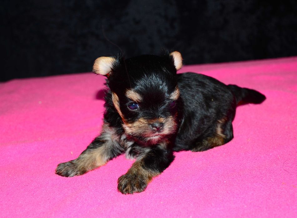 Йоркширский терьер мини,роскошные щенки йорка!