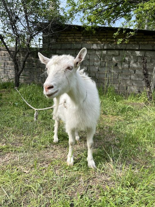 Продам Козу Порода Заненская