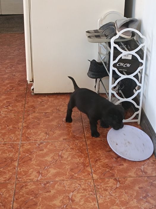 Кане Корсо чистокрувни