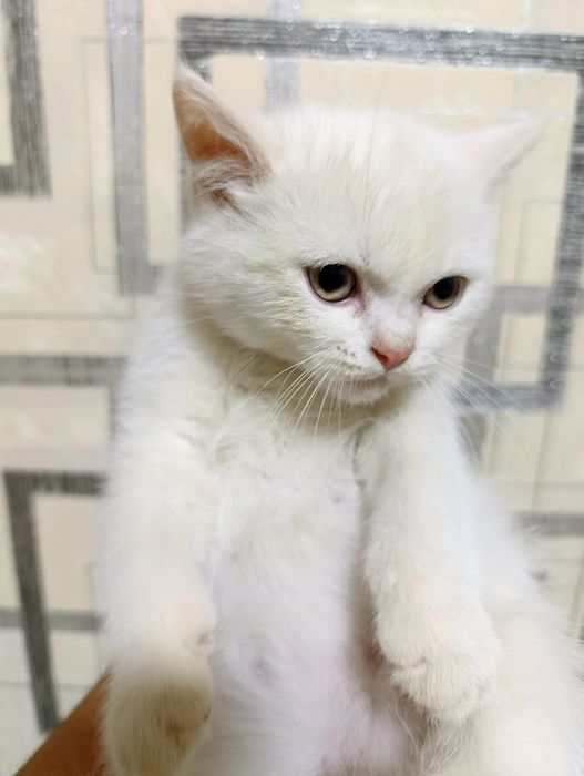 Продаю шотландский страйт мальчика