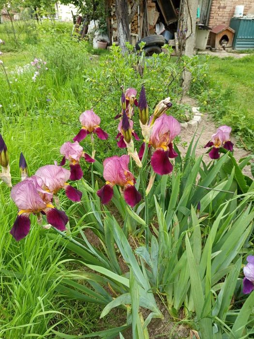 Продавам грудки от перуника /ириси/