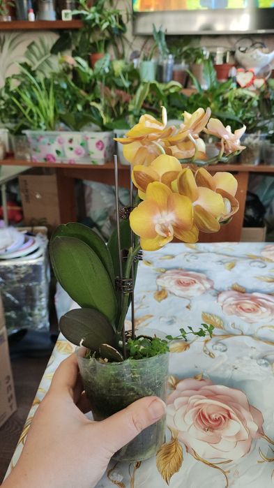 Комнатные растения