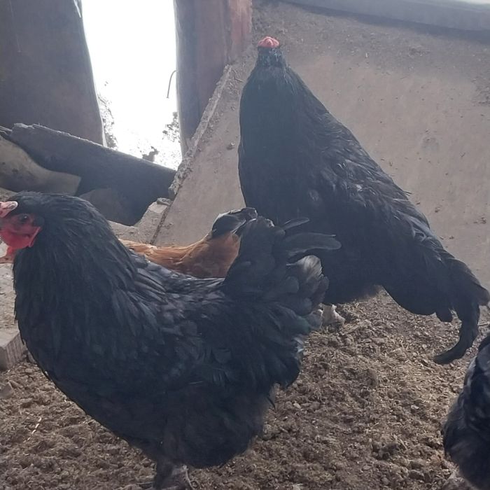 Чёрные домашние петухи.