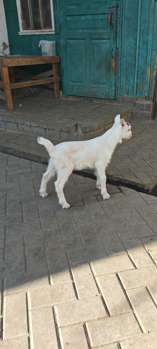 Продам козлика от молочной козы.