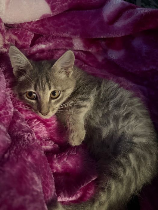 Еркек мысыкк котенок