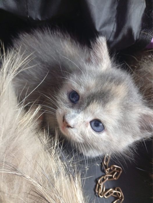 Котят в добрые руки