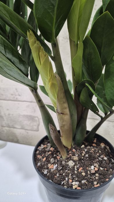 Замиокулькас замиелистный