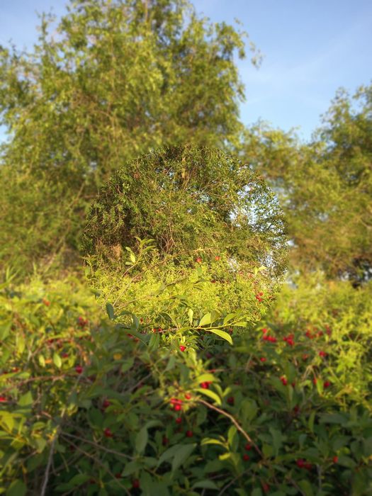 Продается дачный участок . мкр.Көктем.