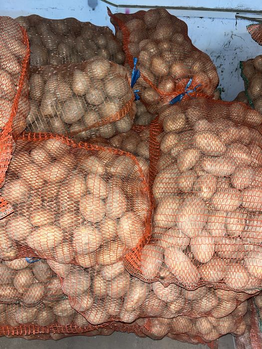 Cartofi albi de consum si samanta