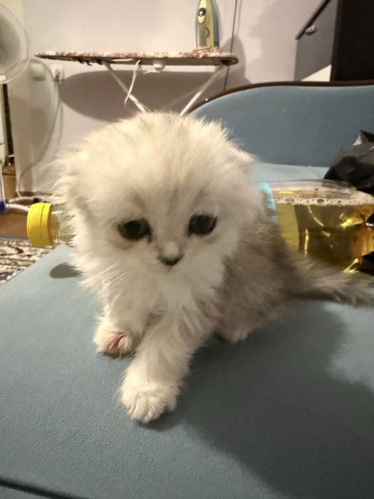 Котенок шотланка