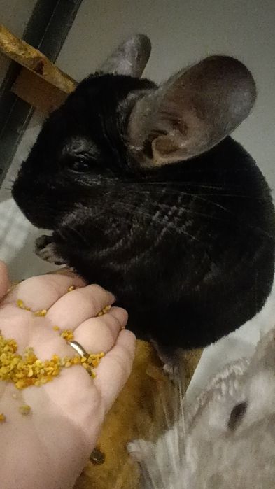 Chinchilla mascul negru 4 ani