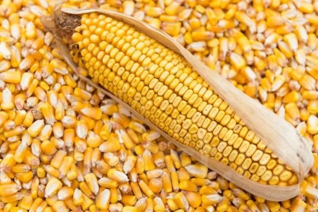 Кукуруза в зерне, самовывоз