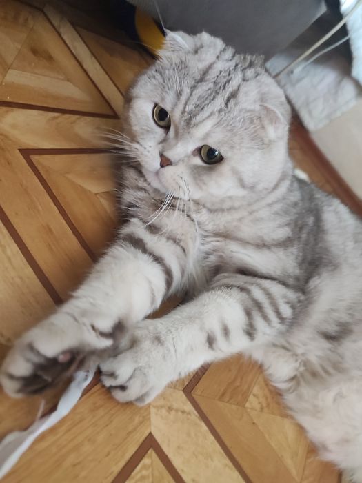 Скоттиш фолд. Кот. Вязка