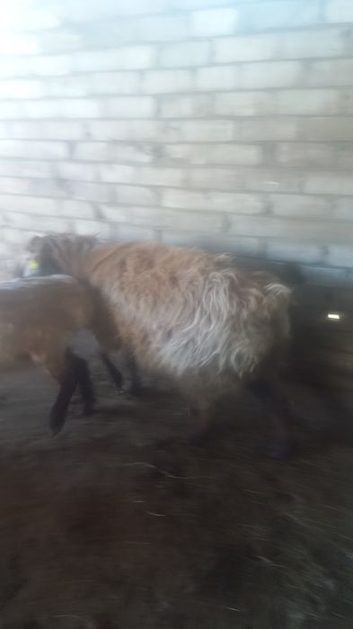 2 жасар қошқар сатылады