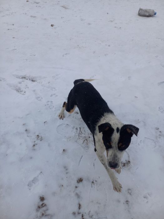 Собачка в добрые руки