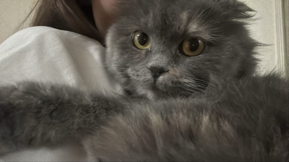 Потерялась кошка, яшнабадский район, вознаграждение за помощь