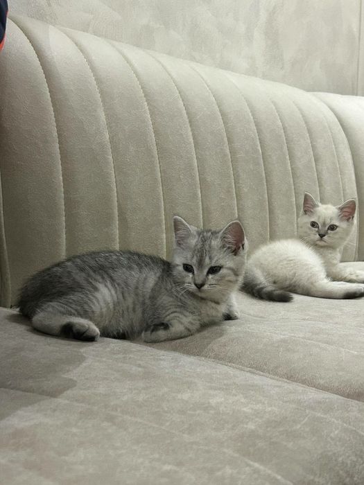 Котята Скоттиш-страйт (шотландская прямоухая)