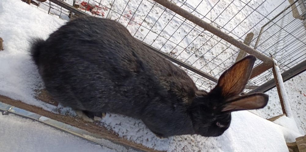 Schimb masculi hycole cu femele