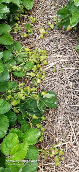 Разсад ягоди Азия, Клауди, Ароза – силен разсад, евтино 0.25 €