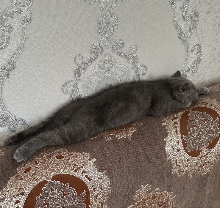 Британски котенок
