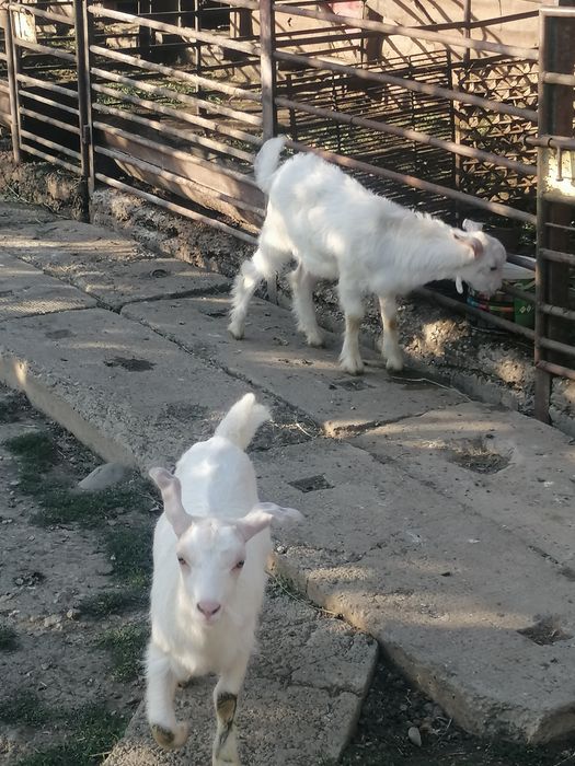 Ieduță de vînzare