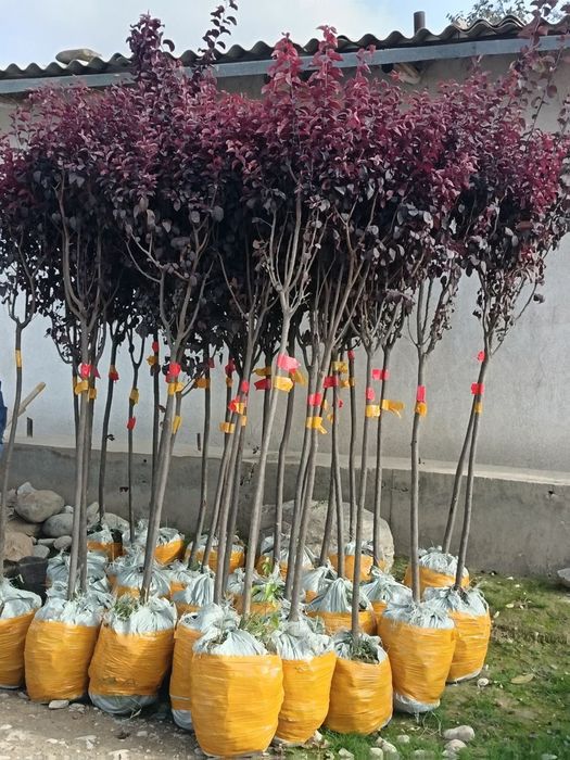 Archa kesish ishlar har xill shakillar boĝbonchilik dizayn landshaft