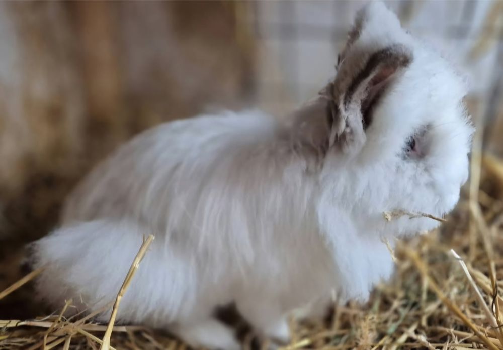 Masculi cap de leu/ schimb si cu cereale