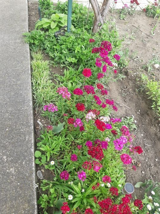 Разсад топкрамфил,бели маргаритки