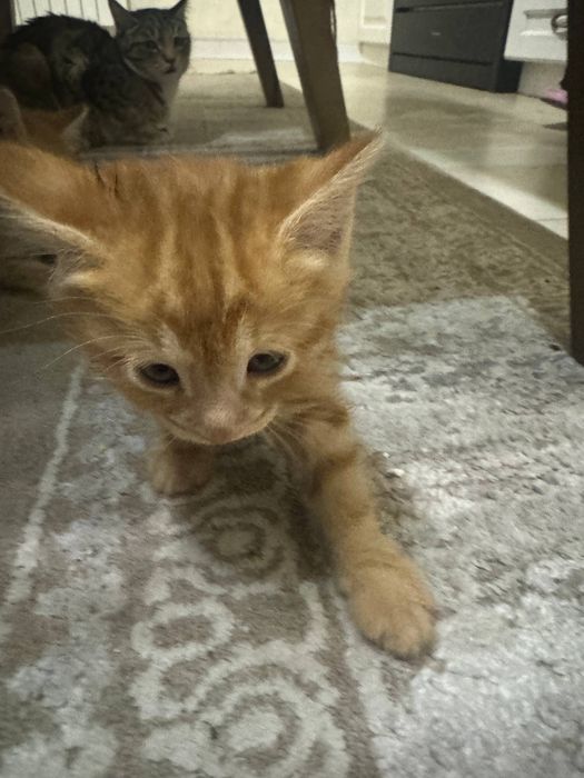 Кошки бесплатно в хорошие руки