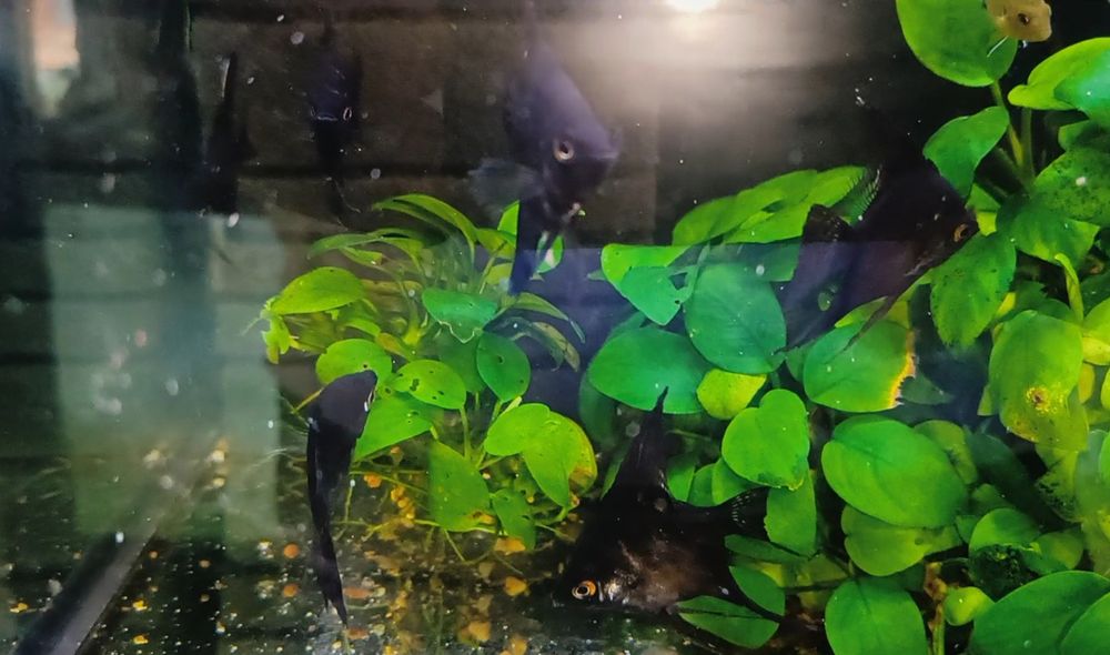 Продам рыбок скалярий