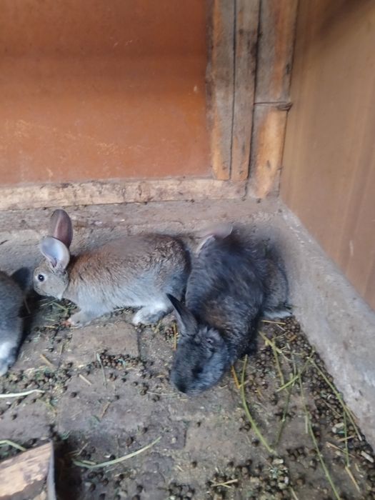 Quyon bolalari sotiladi