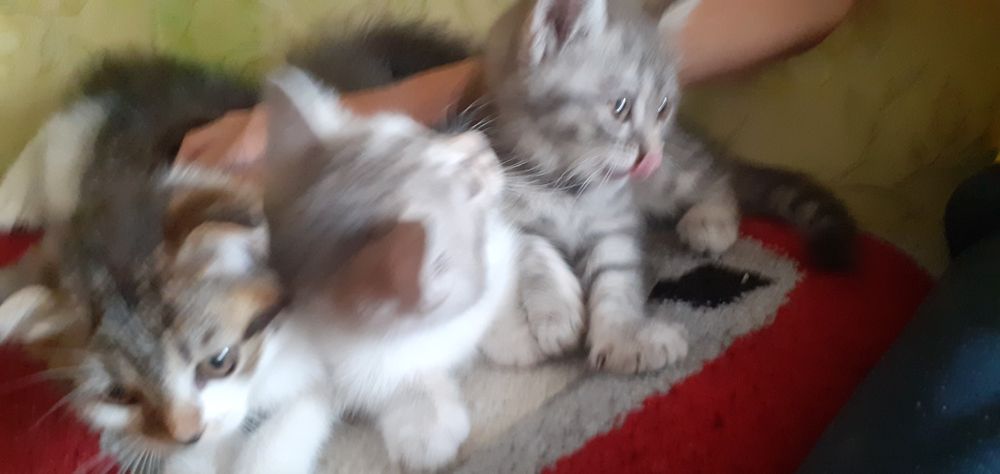 Котята девочки отдам в жобрые руки